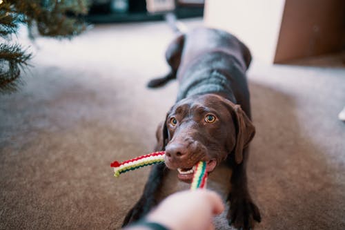 Easy Ways to Make Dog Toys