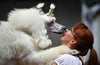 Why Play Is Important For Dogs?