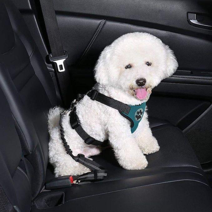 Hound Clip® Seat Belt