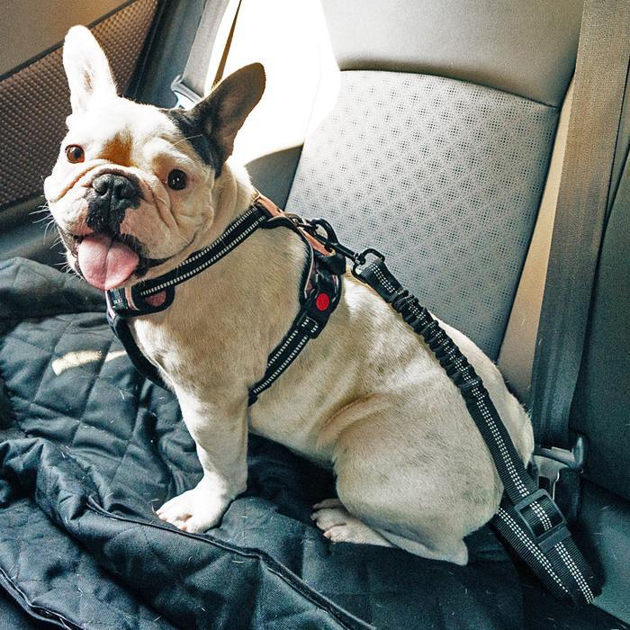 Hound Clip® Seat Belt