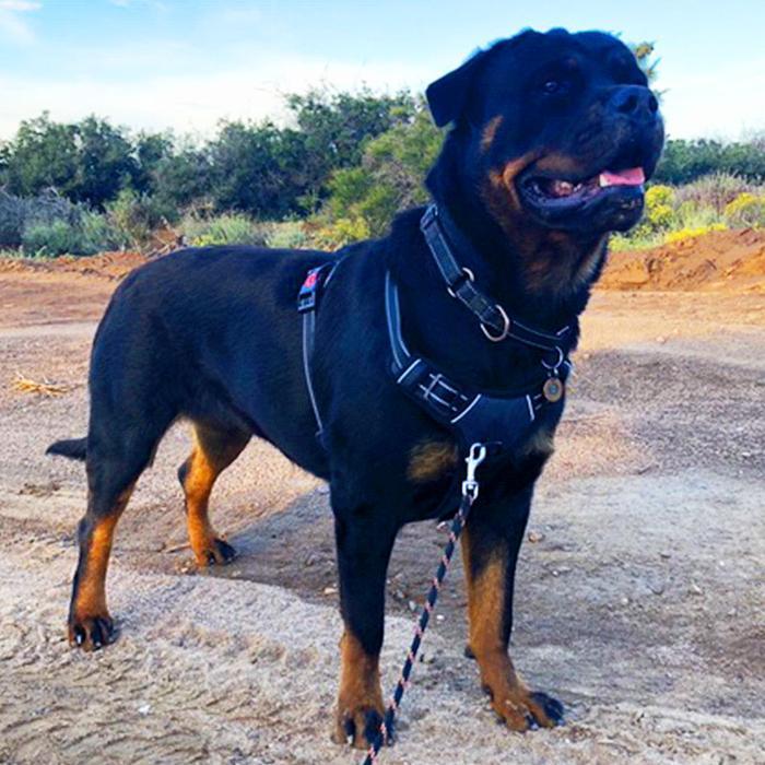 No-Pull Dog Harness